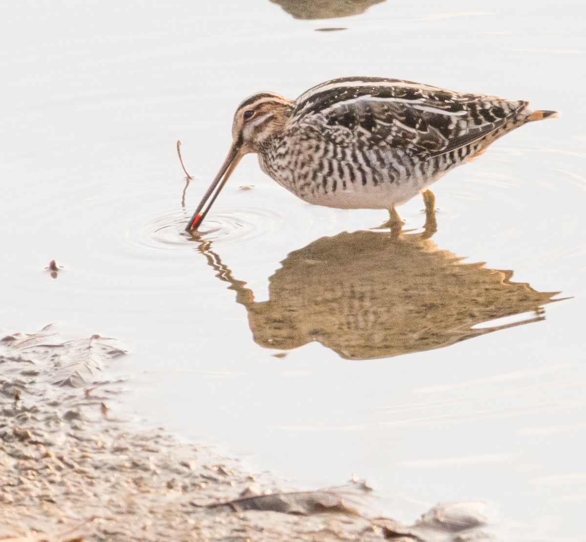 Wilson's Snipe - ML646372509