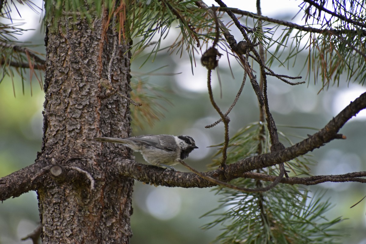 Mountain Chickadee - Ian Hearn
