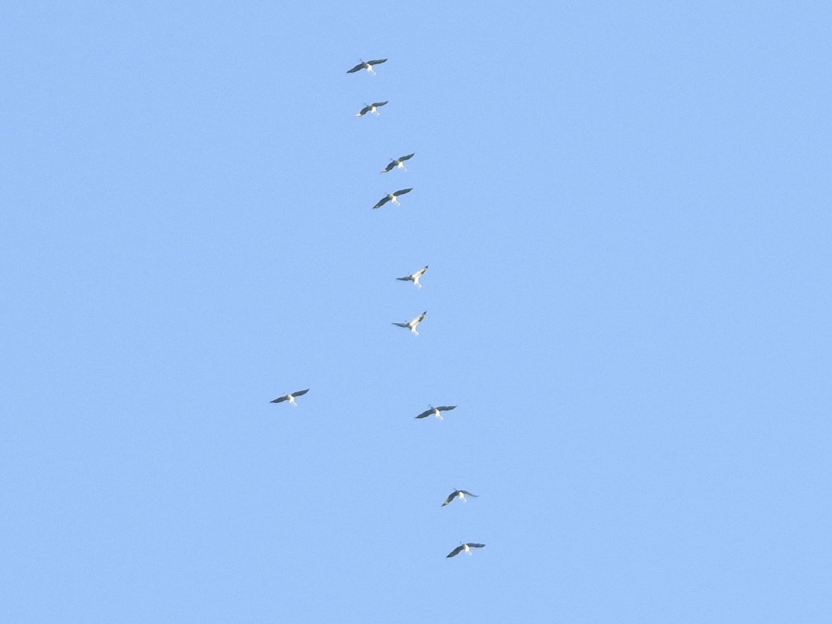 Sandhill Crane - ML646372512