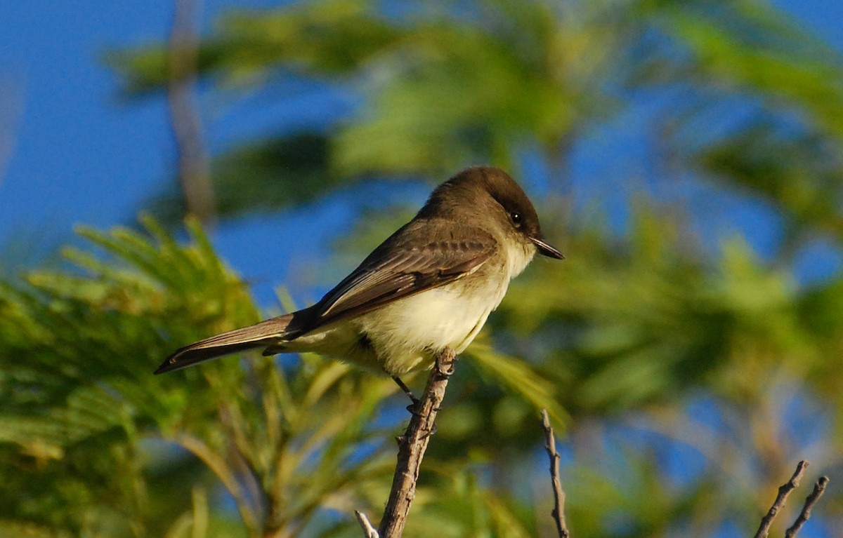 Eastern Phoebe - ML646372513