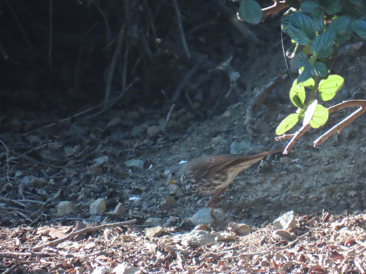 Fox Sparrow (Sooty) - ML646372514