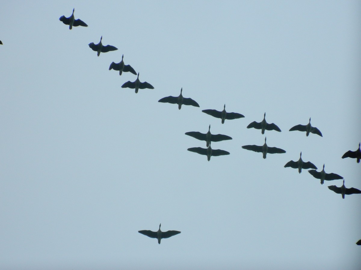 Pink-footed Goose - ML646372515