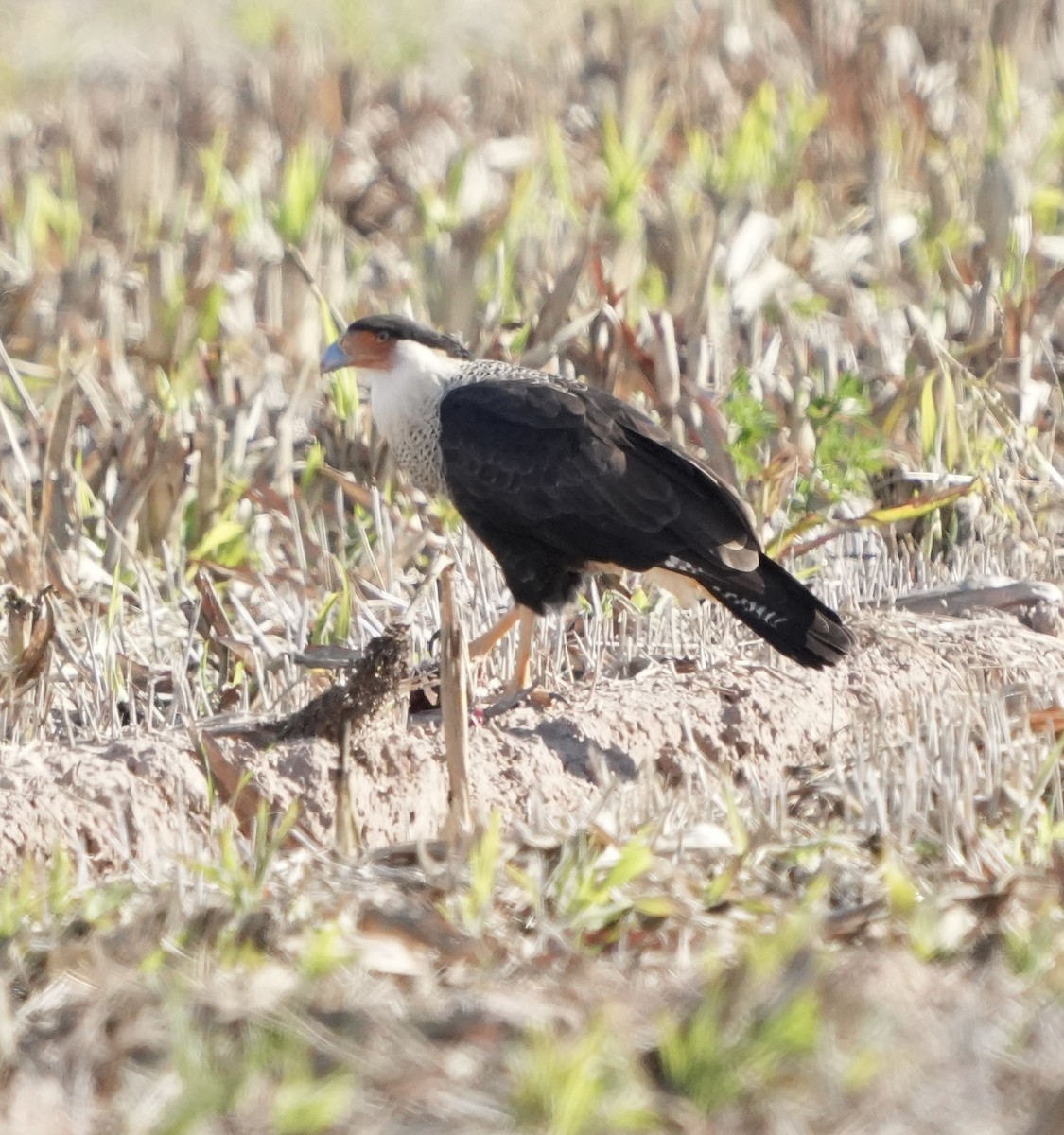 karančo jižní - ML646372516