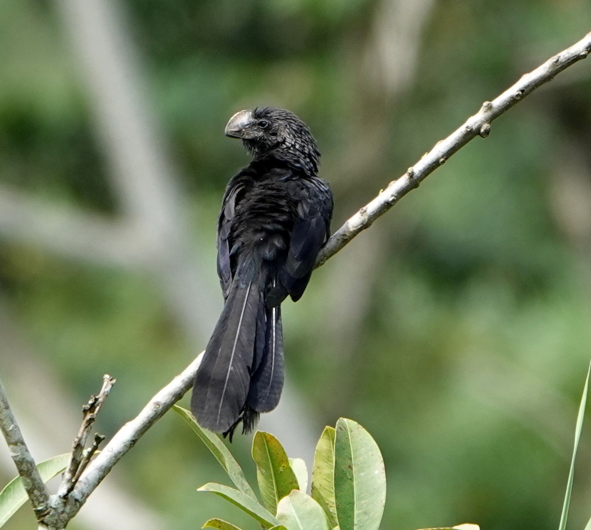 Smooth-billed Ani - ML646372517