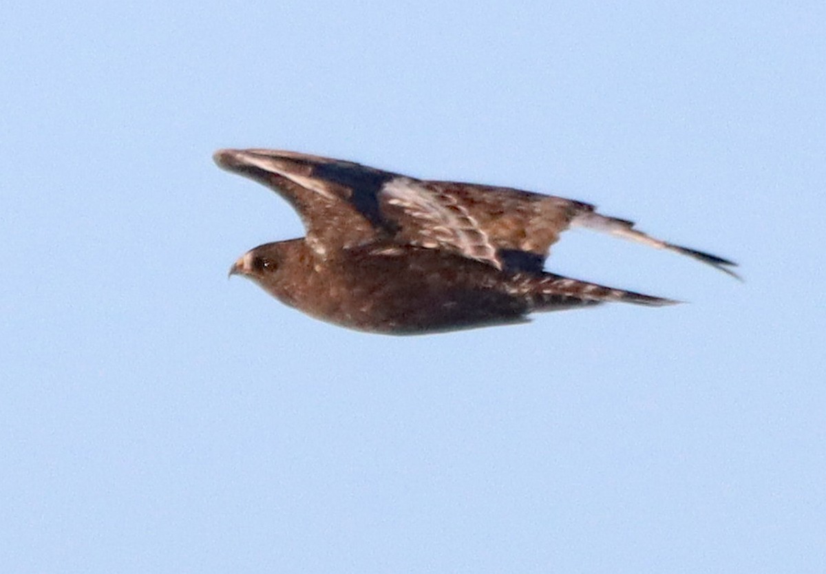 Rough-legged Hawk - ML646372518
