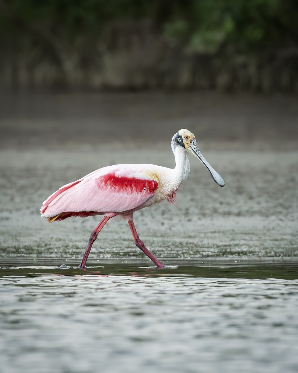 Espátula Rosada - ML646372519