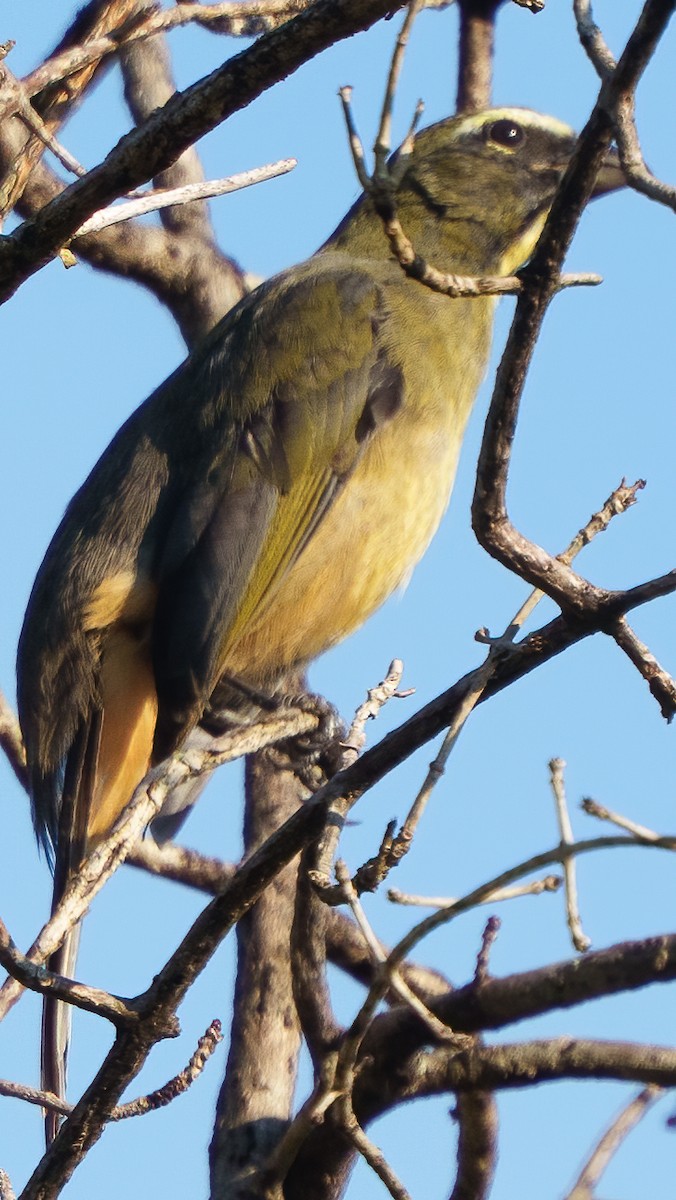 Saltator du Mexique - ML646372520