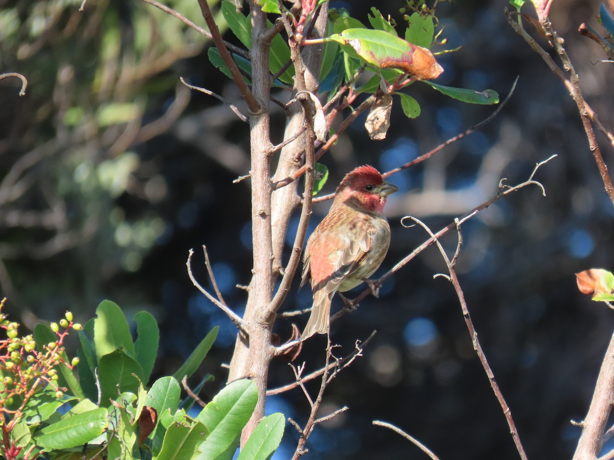 hýl nachový - ML646372521