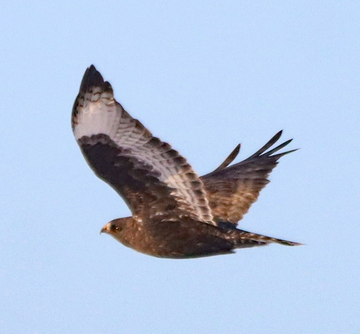 Rough-legged Hawk - ML646372522