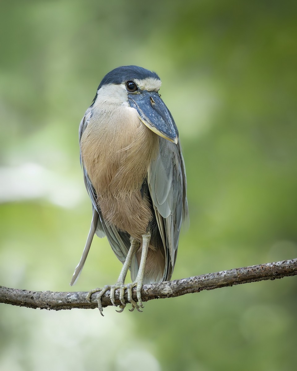 Boat-billed Heron - ML646372532