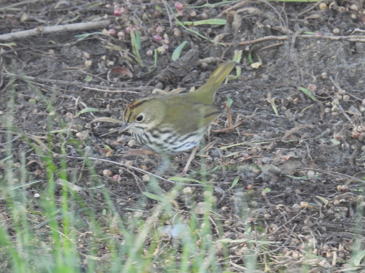 Ovenbird - ML646372536