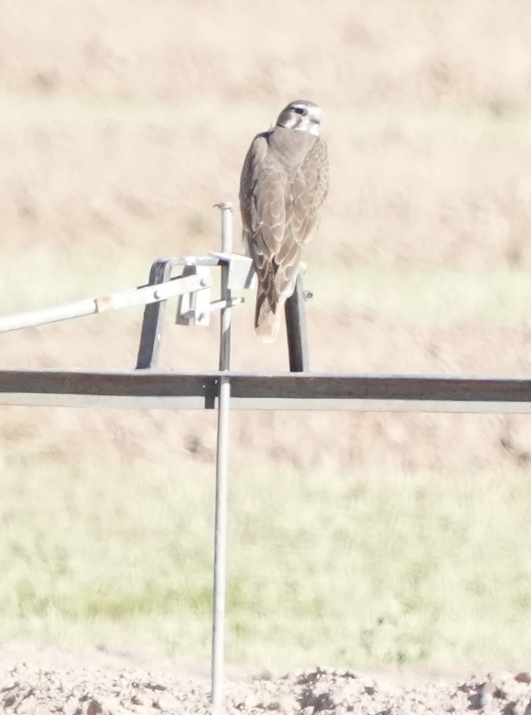 raroh prériový - ML646372537