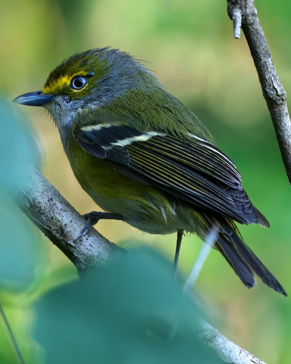 Viréo aux yeux blancs - ML646372538