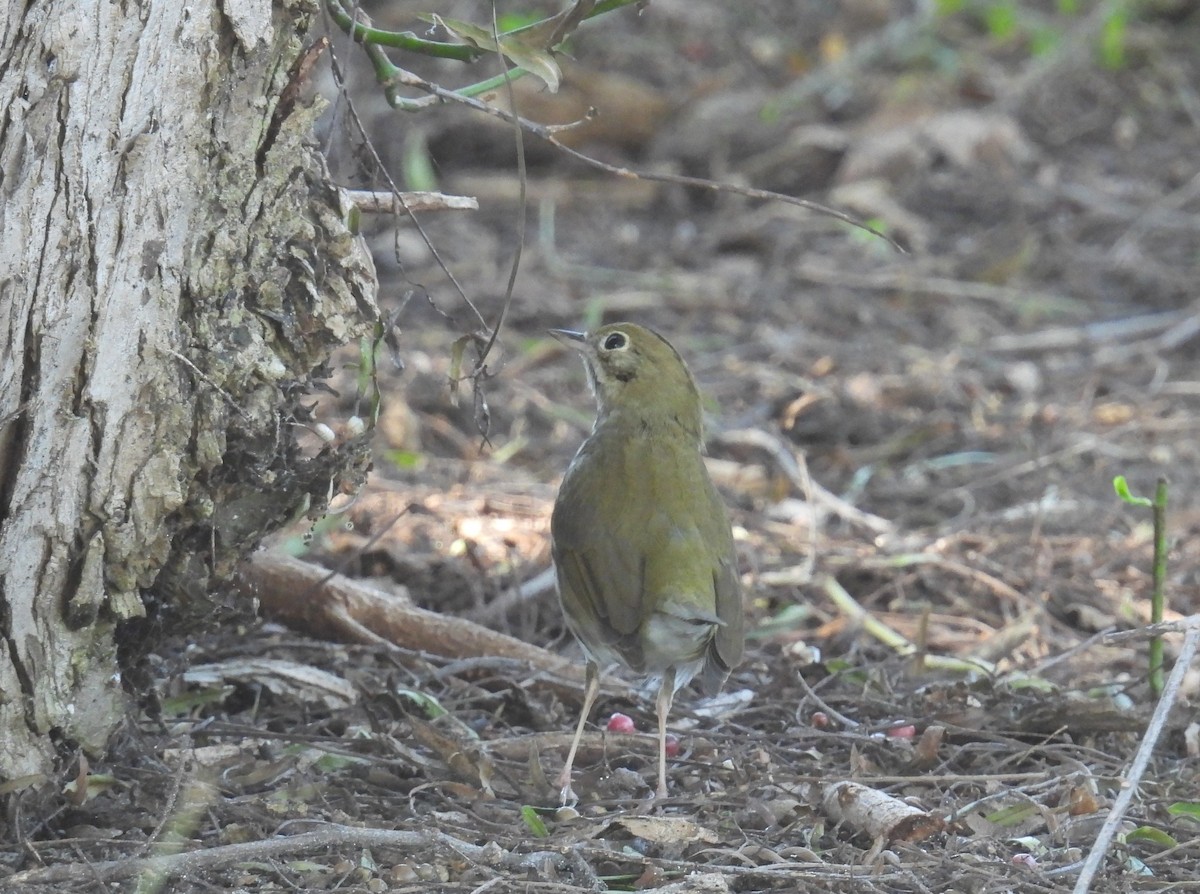 Ovenbird - ML646372539