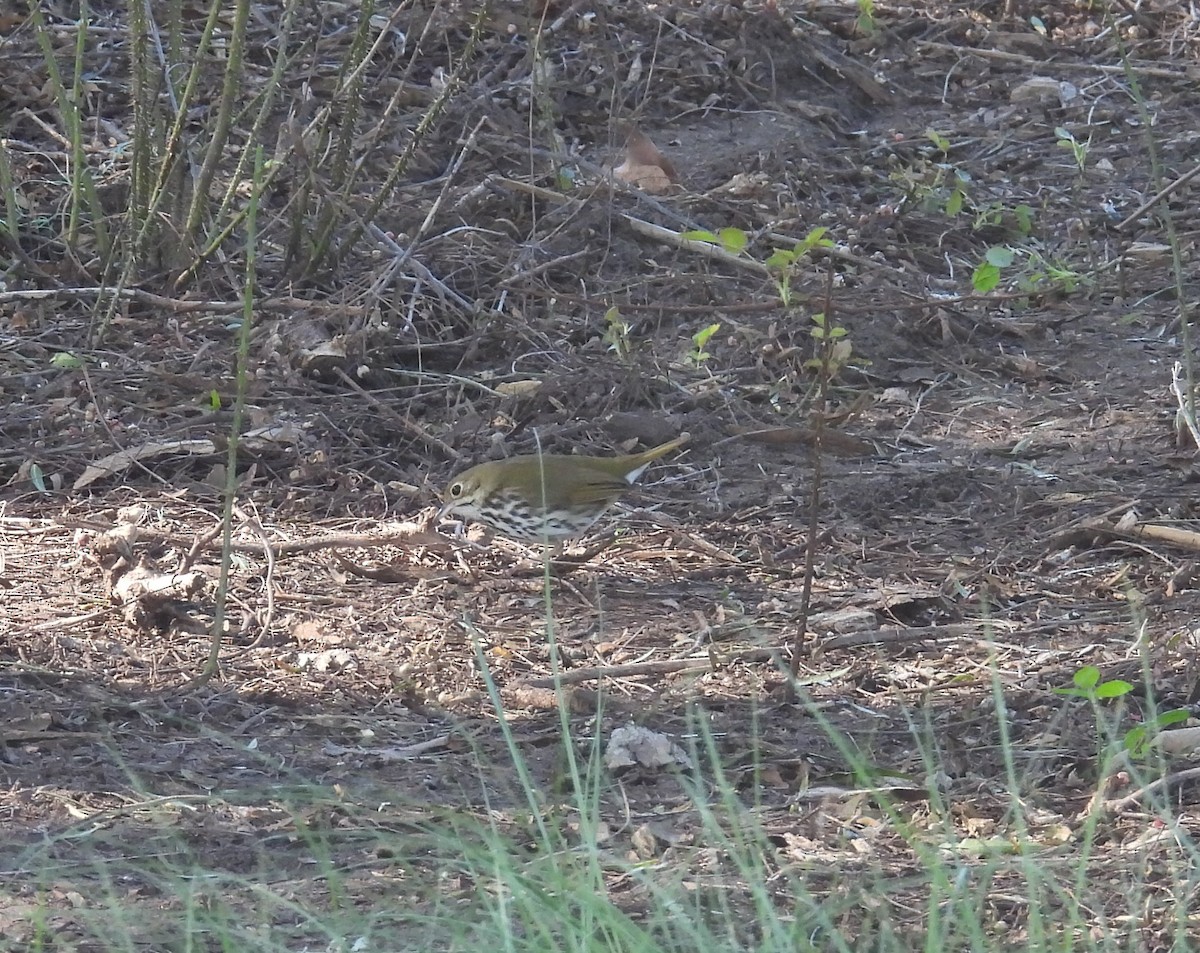 Ovenbird - ML646372540