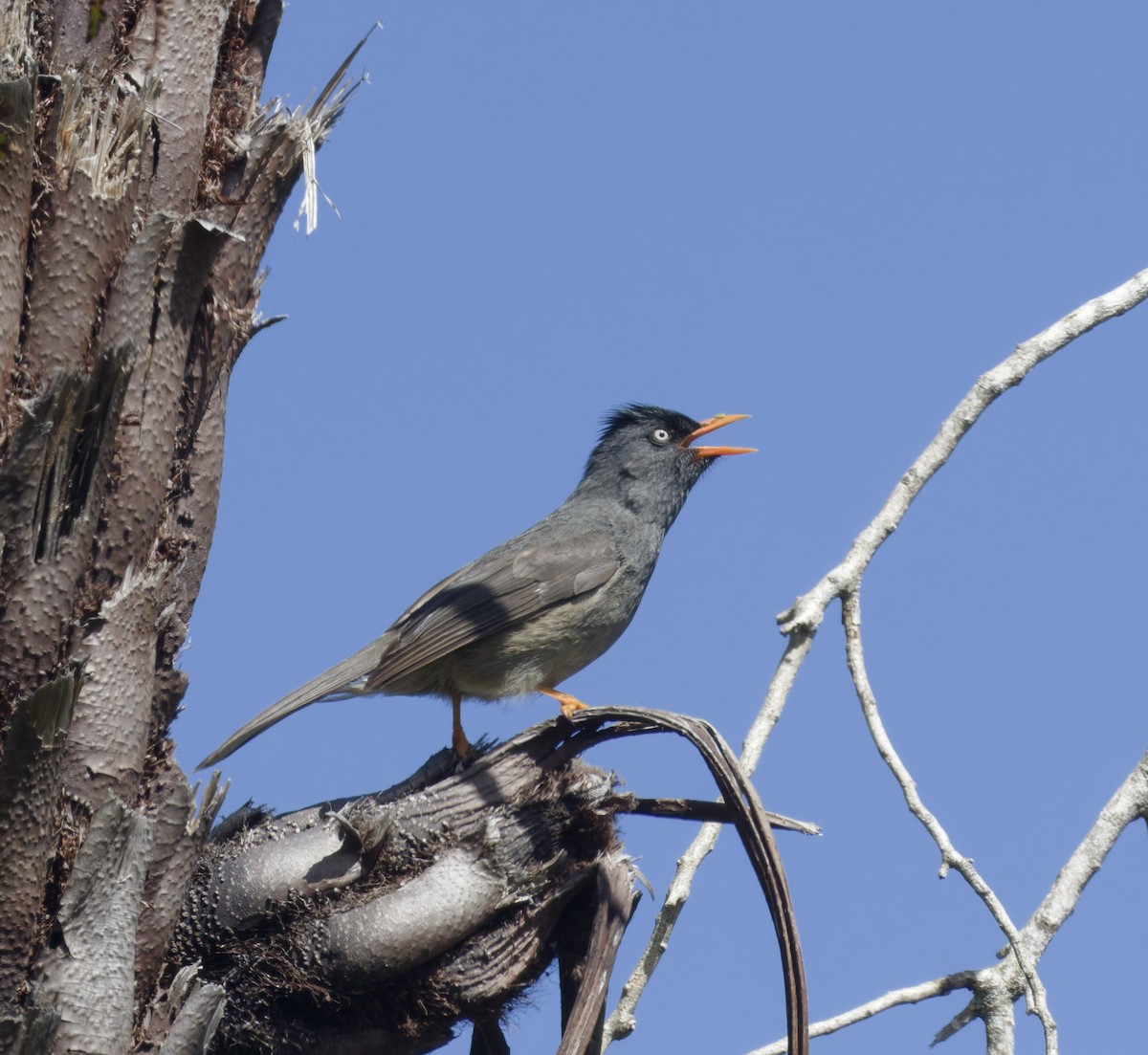 Reunion Bulbul - ML646372541