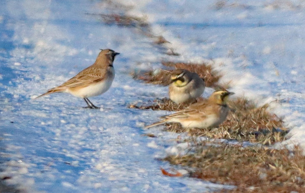 Horned Lark - ML646372542