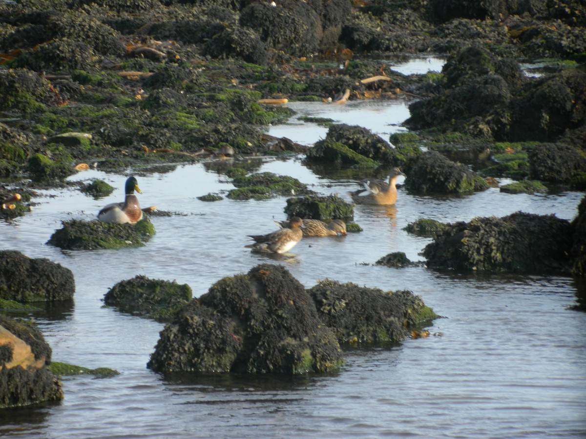 Eurasian Wigeon - ML646372543