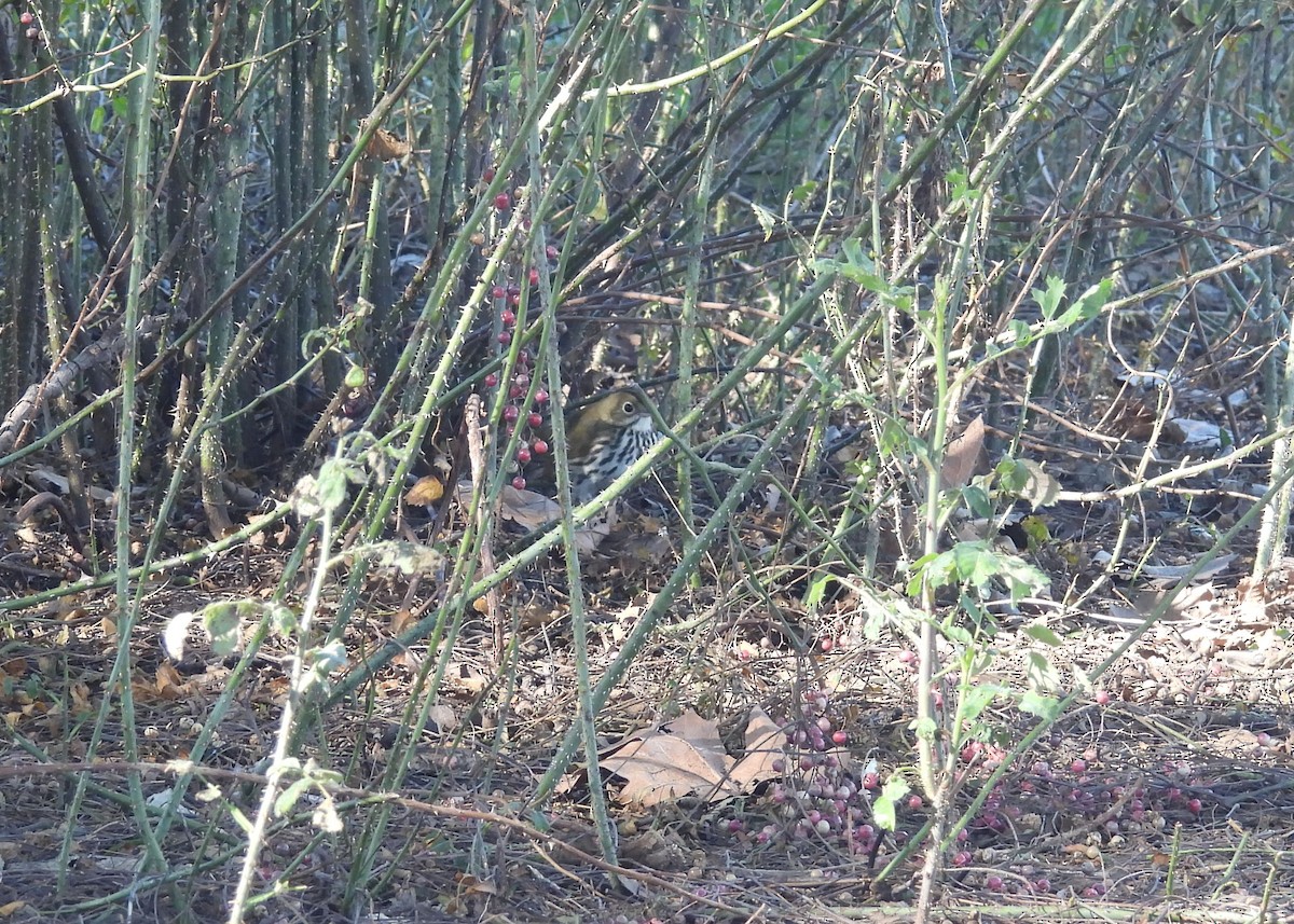 Ovenbird - ML646372544