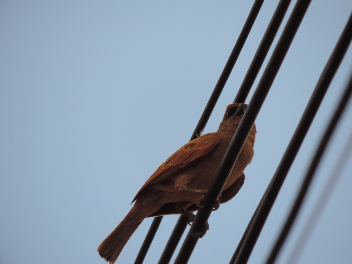 Pale Baywing - ML646372548