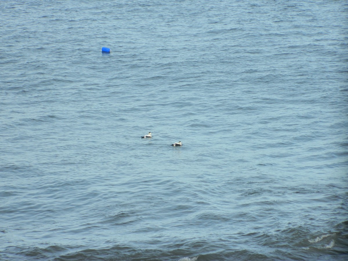 Common Eider - ML646372549