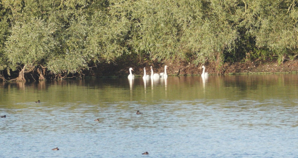 Mute Swan - ML646372551
