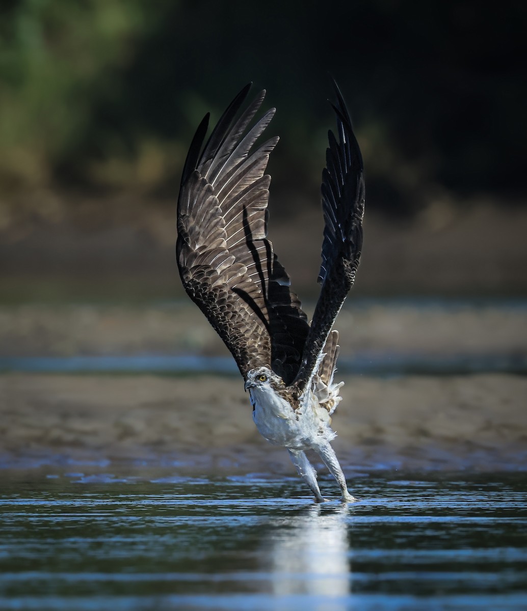 Osprey - ML646372553