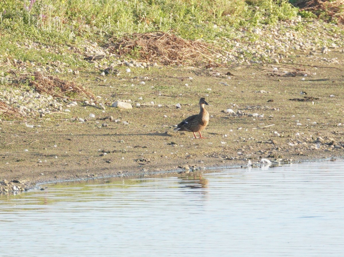 Mallard - ML646372554