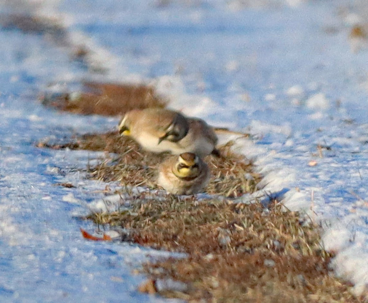 Horned Lark - ML646372555