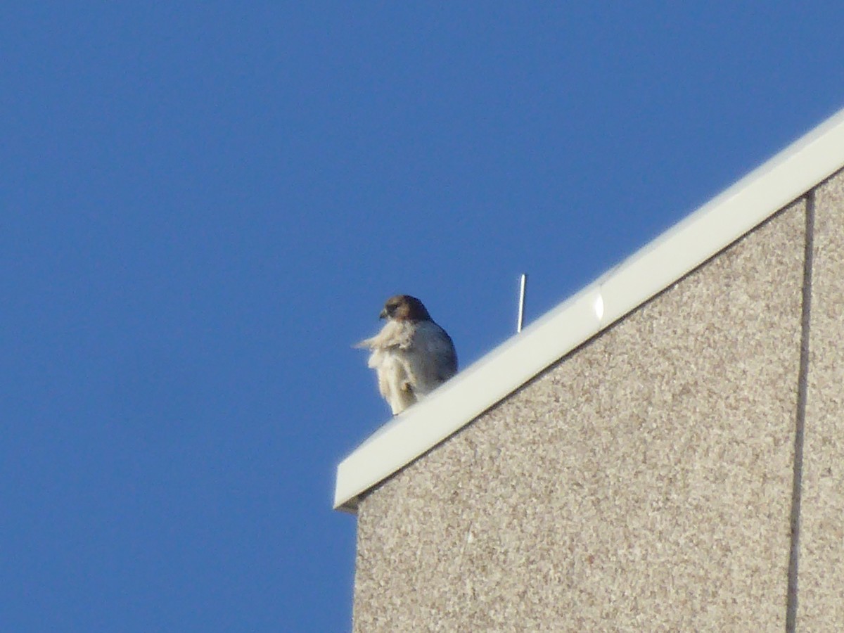 Red-tailed Hawk - ML646372557