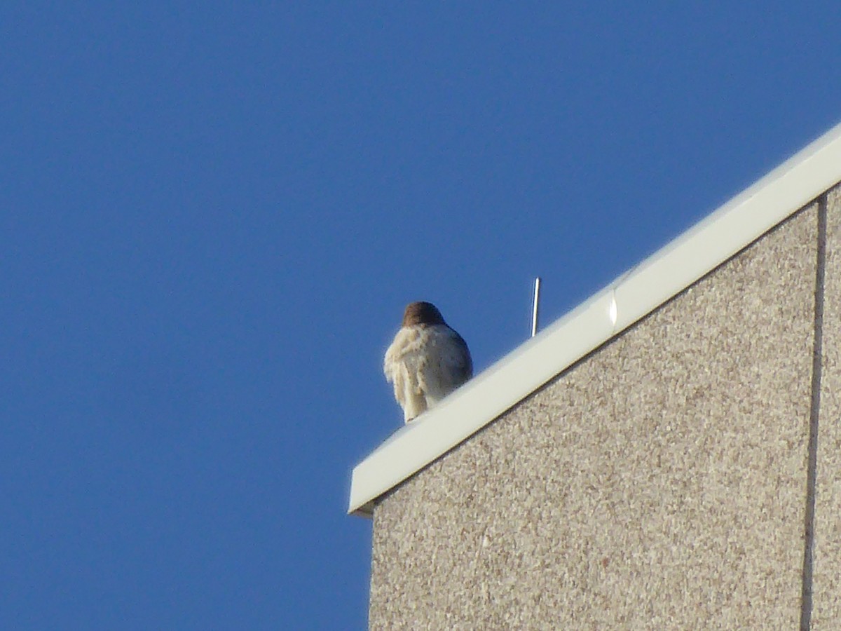 Red-tailed Hawk - ML646372558