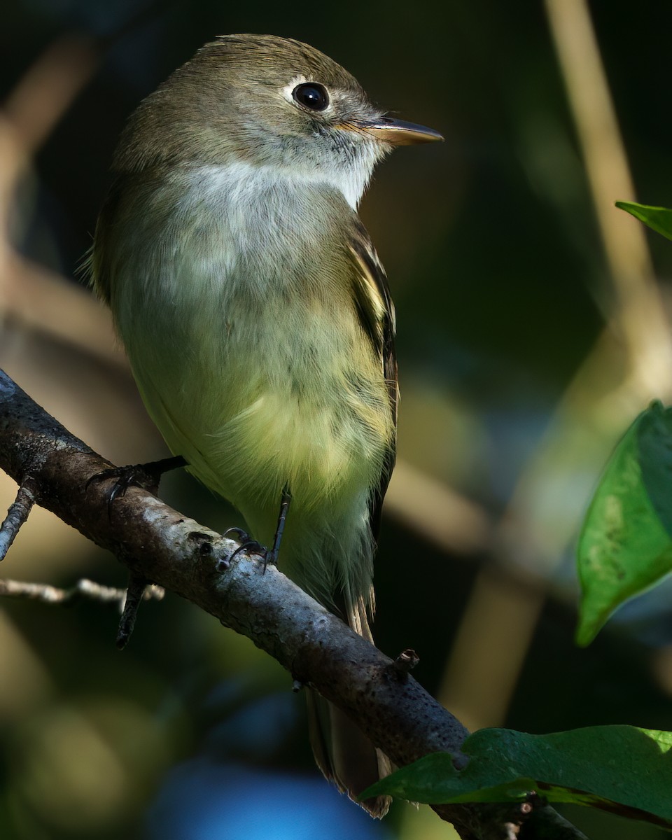 Moucherolle tchébec - ML646372559