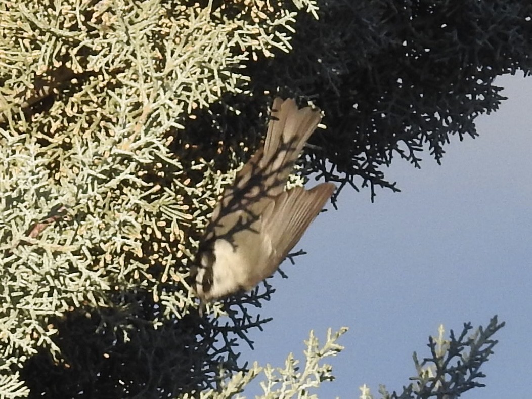 Mountain Chickadee - ML646372561