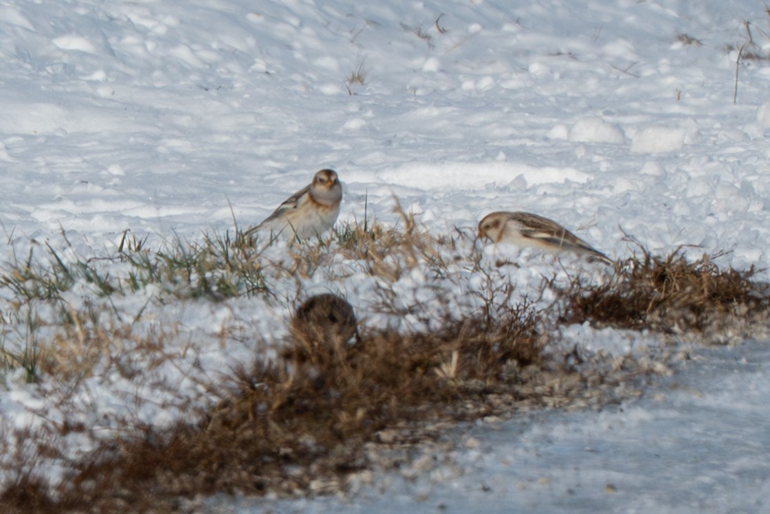 Snow Bunting - ML646372562
