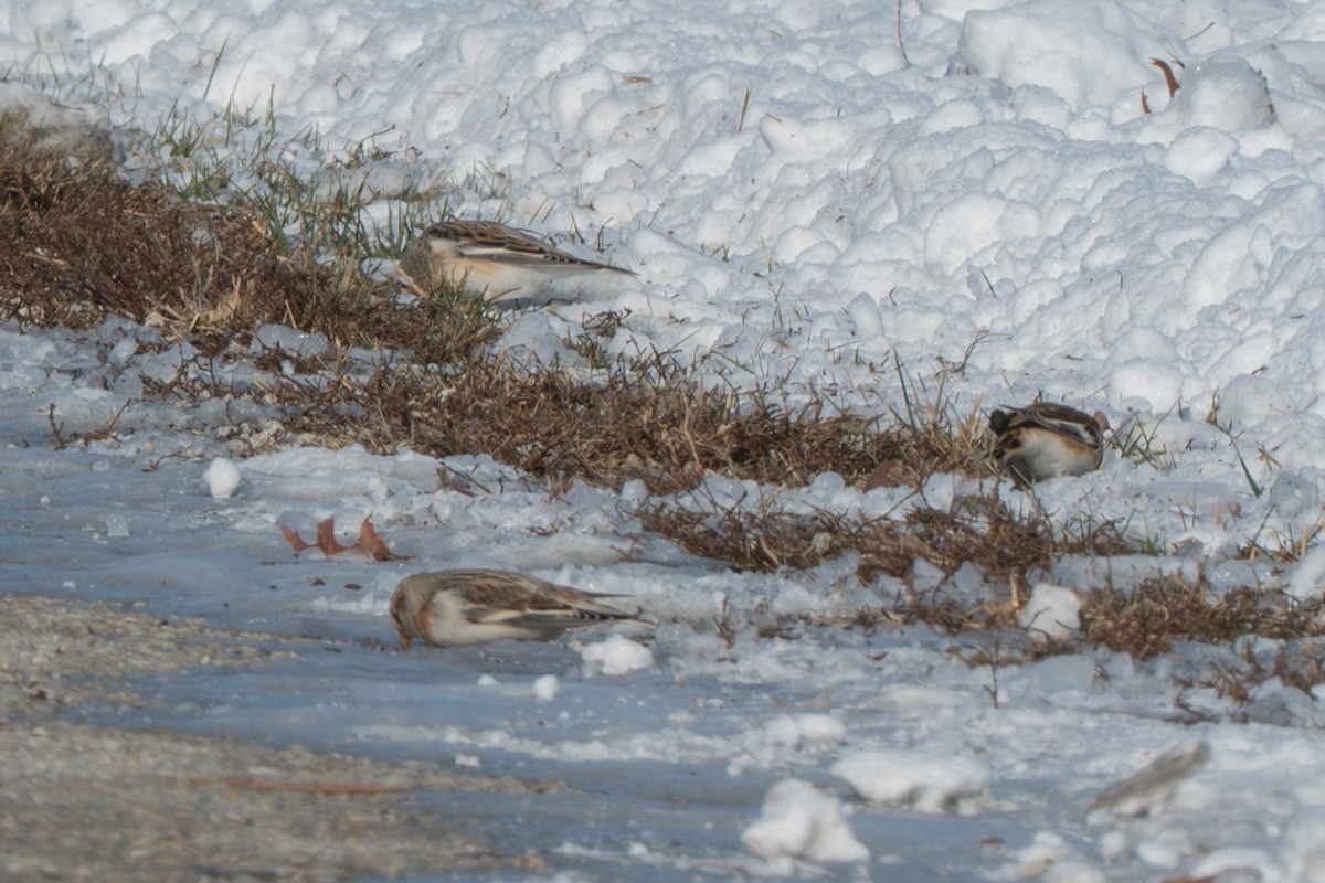 Snow Bunting - ML646372563
