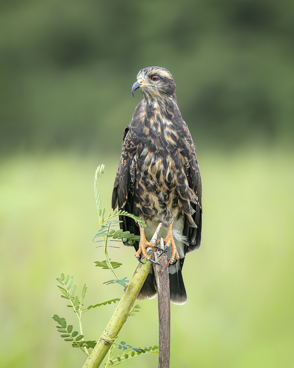 Snail Kite - ML646372566