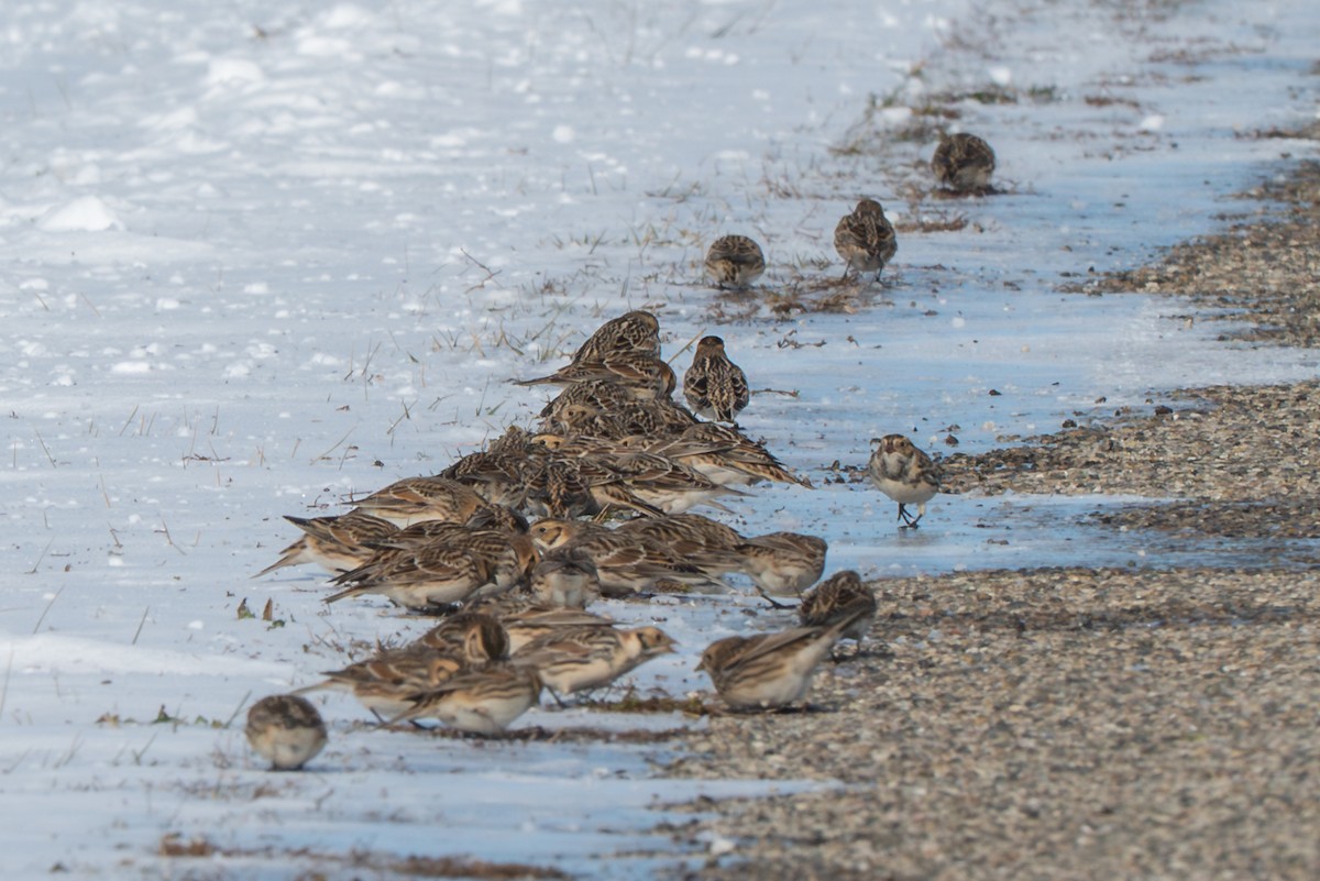 Lapland Longspur - ML646372567