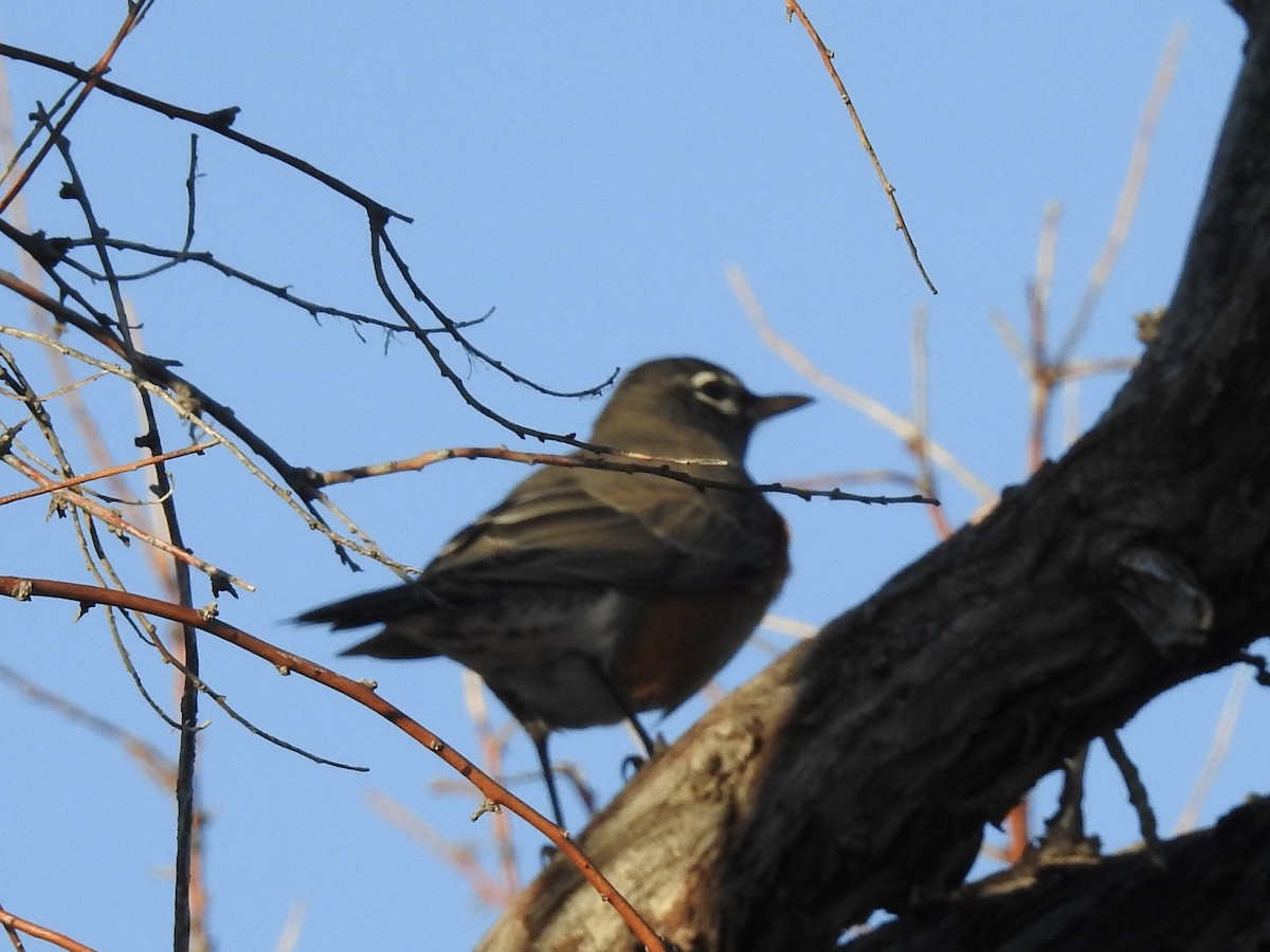 American Robin - ML646372569