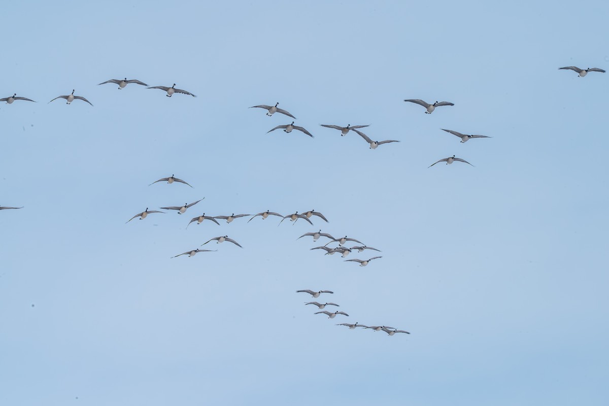 Canada Goose - ML646372571