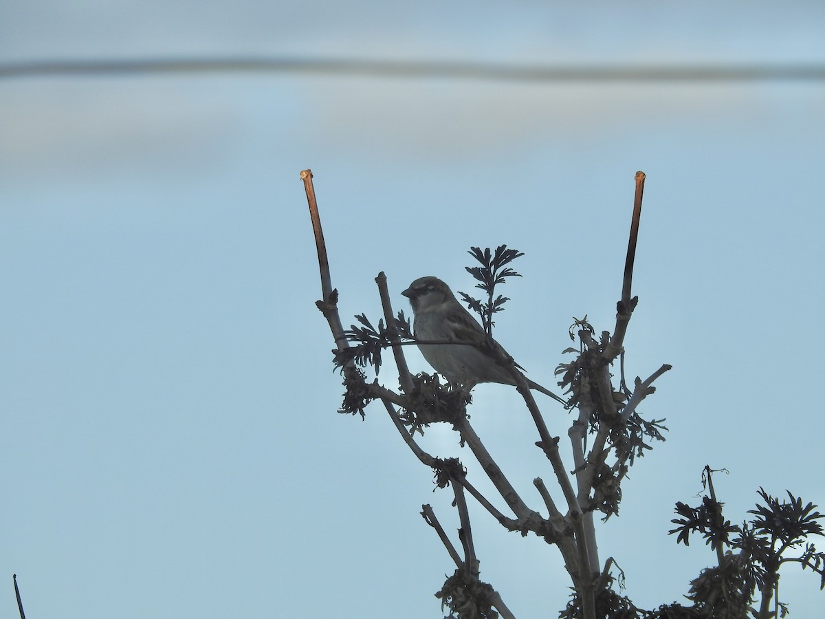 Gorrión Común - ML646372572