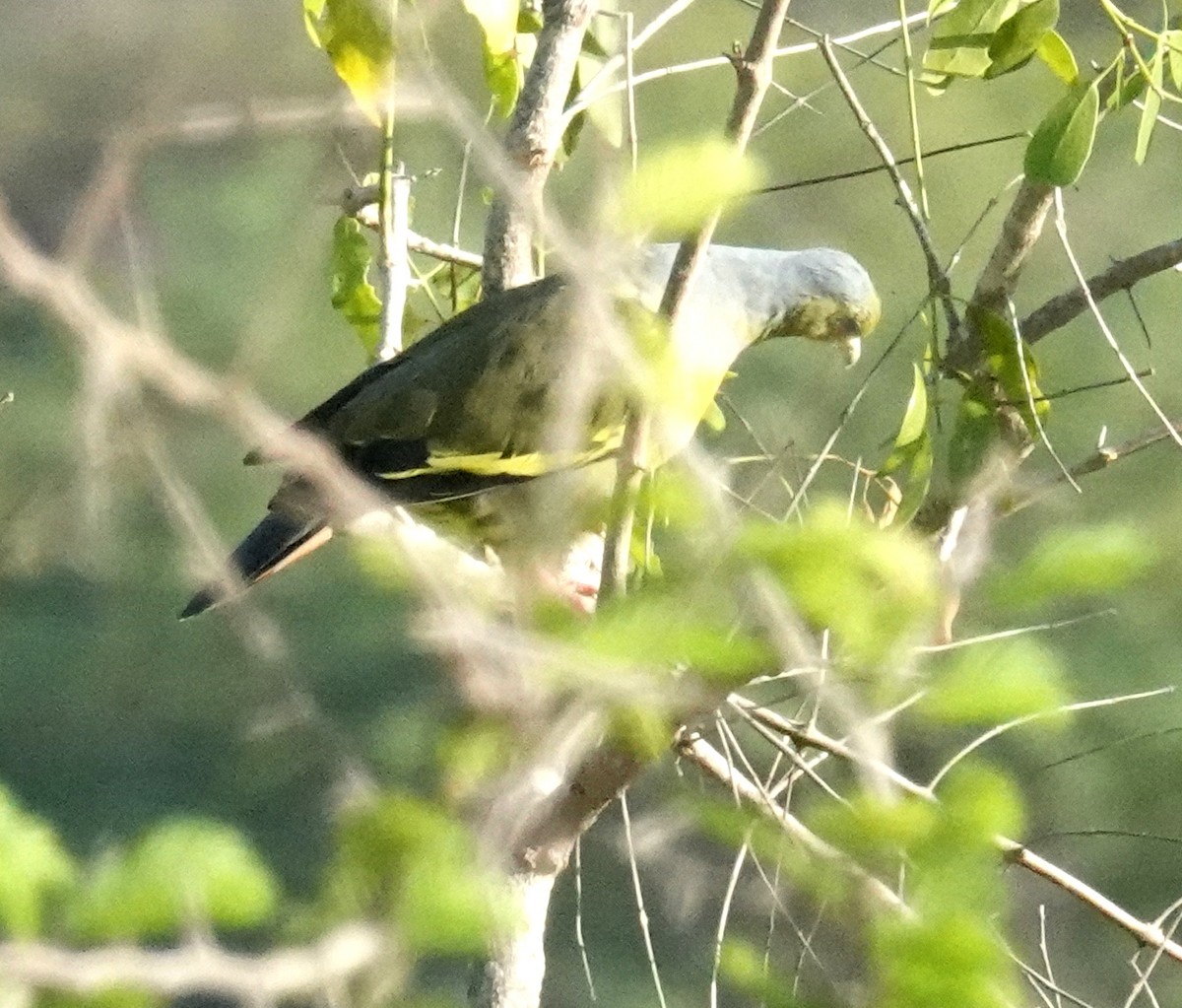 Orange-breasted Green-Pigeon - ML646372573