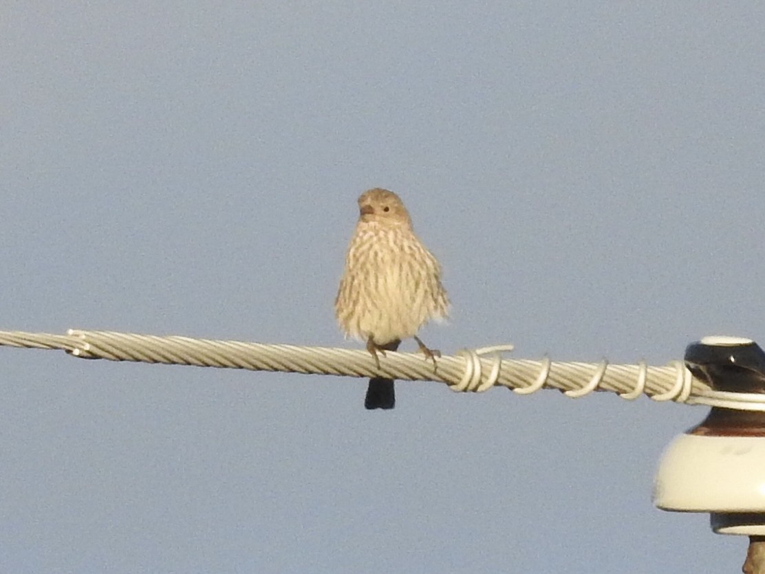 House Finch - ML646372574