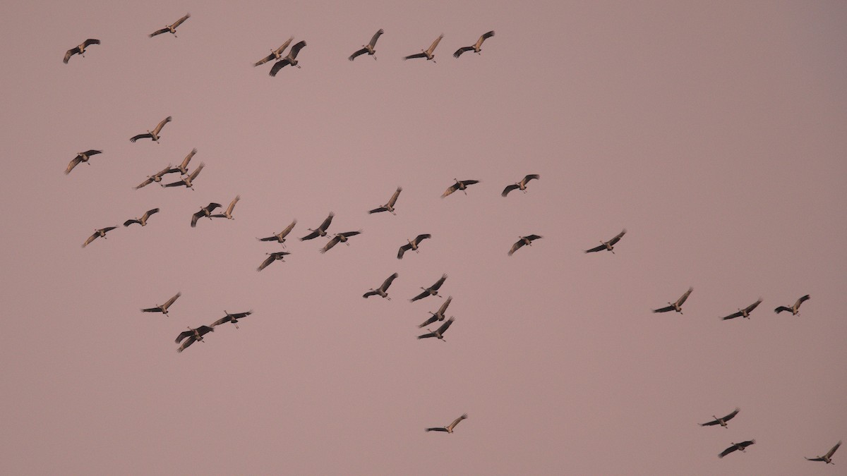 Kanadakranich - ML646372575