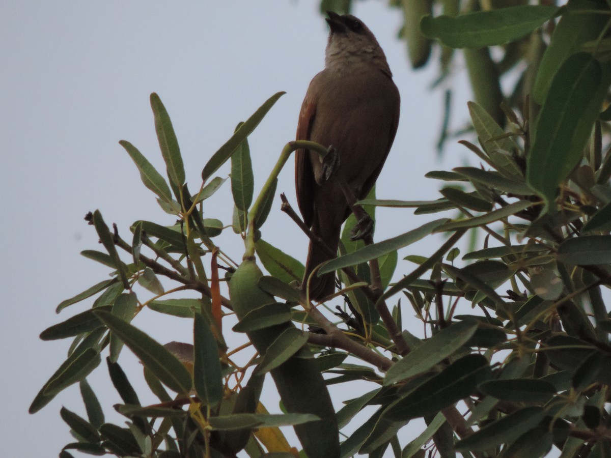 Pale Baywing - ML646372576