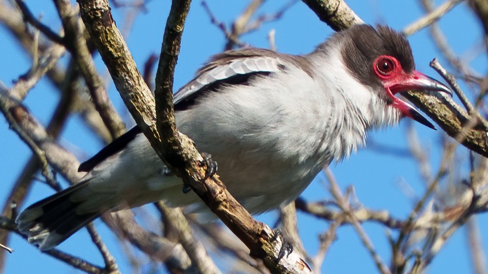 Tityre masqué - ML646372577