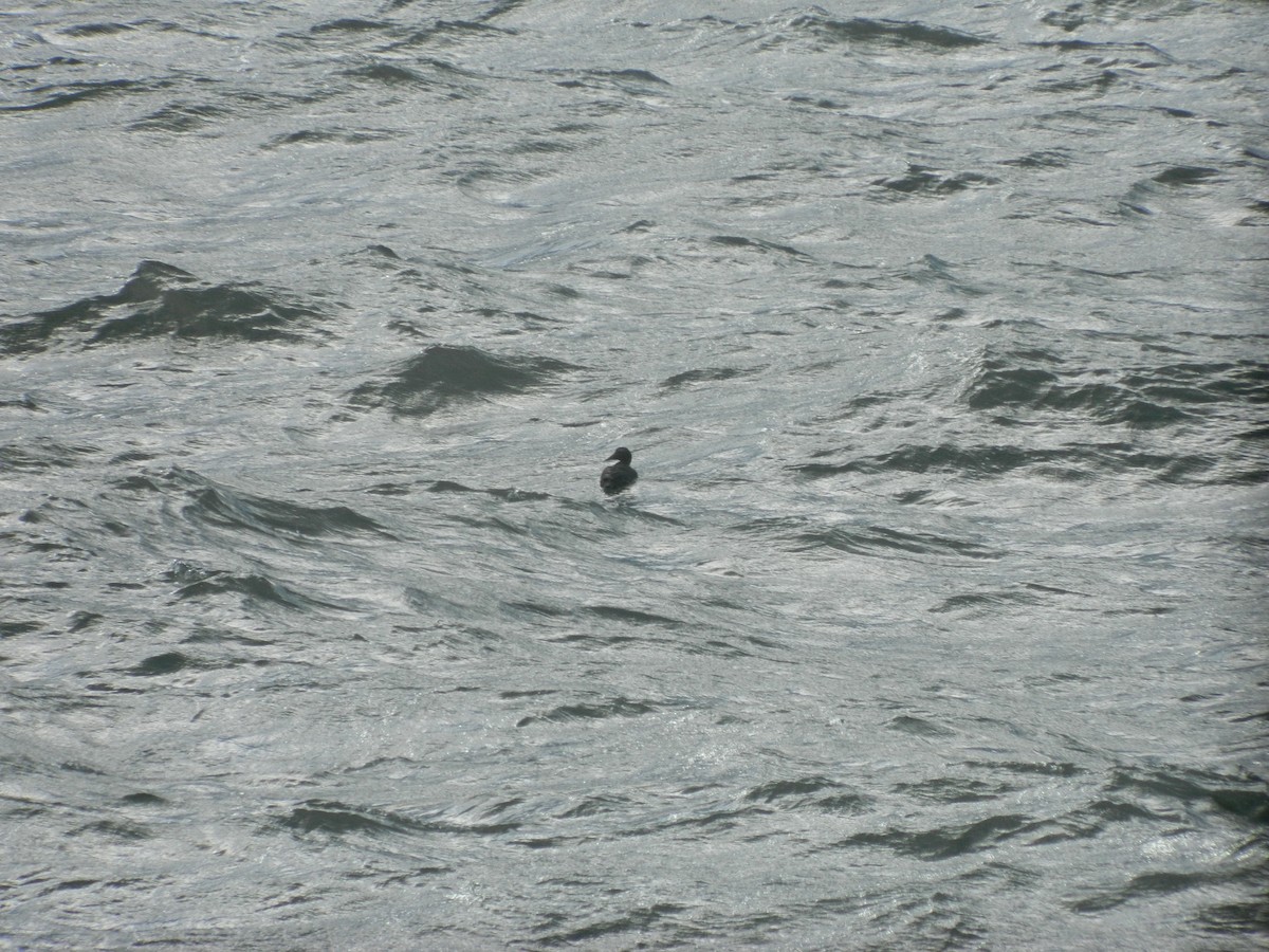 Common Eider - ML646372578