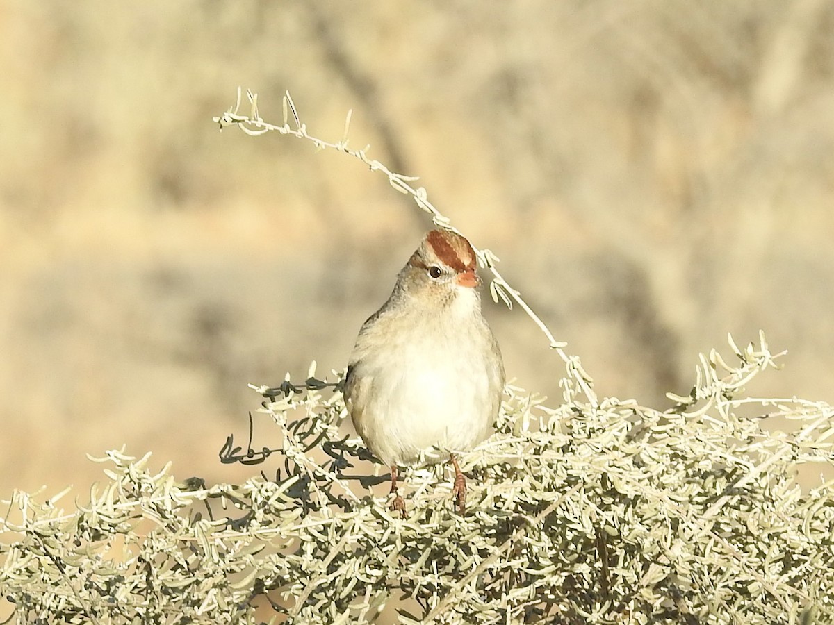 White-crowned Sparrow - ML646372579