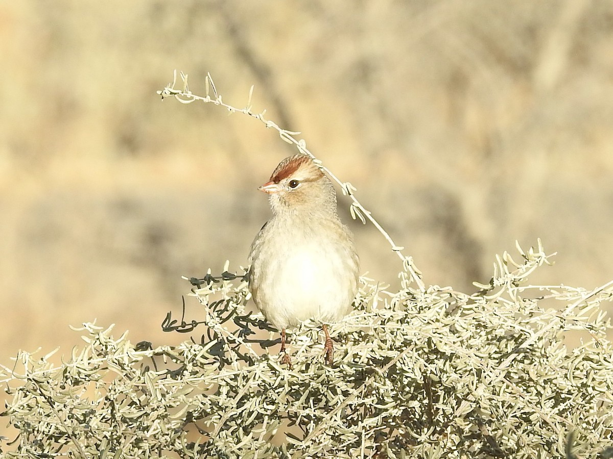 White-crowned Sparrow - ML646372580