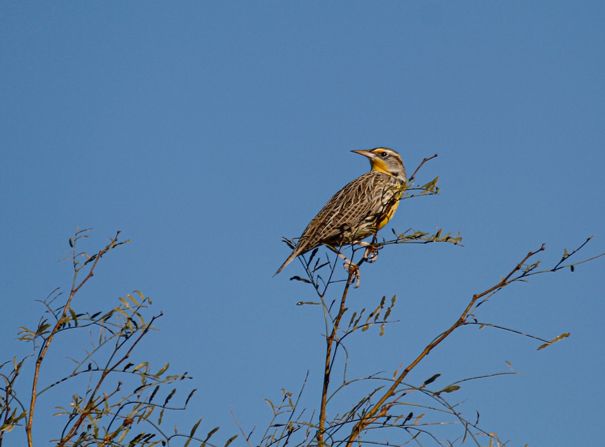 Western Meadowlark - ML646372584