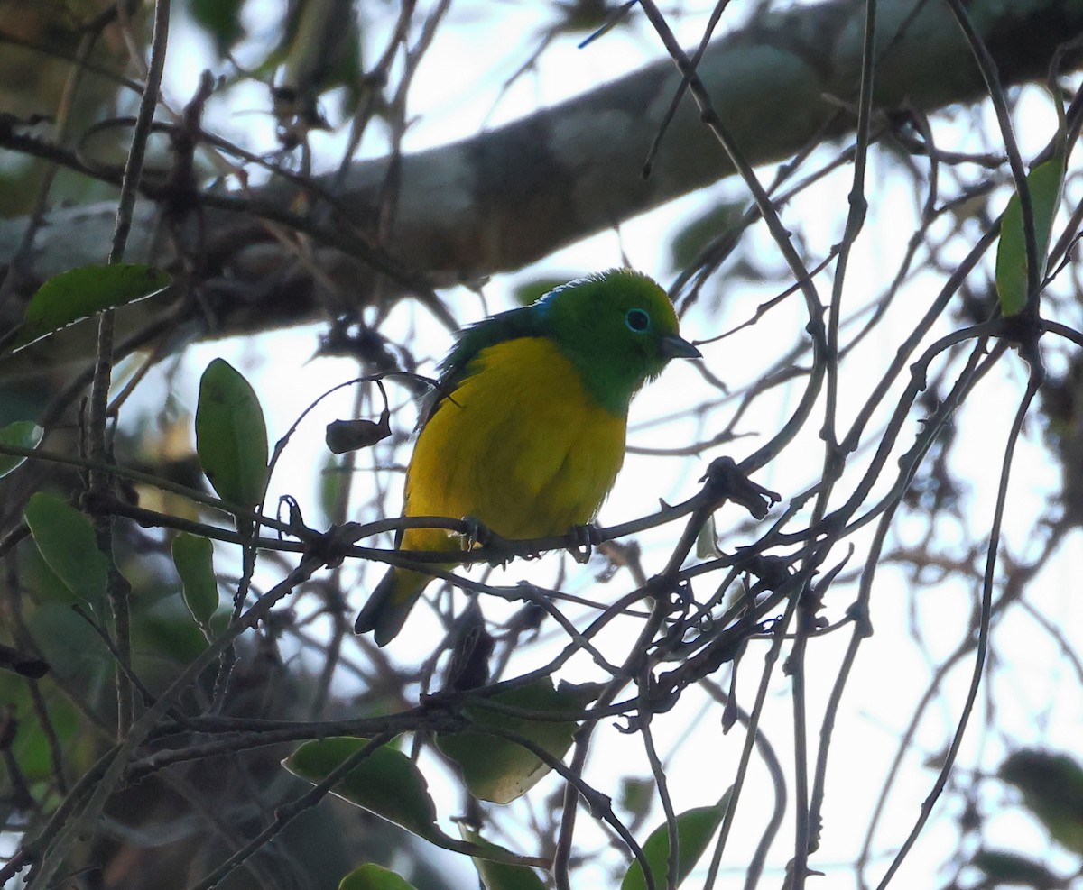 Clorofonia Nuquiazul - ML646372585